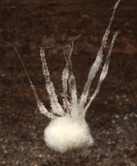 Engyodontium aranearum