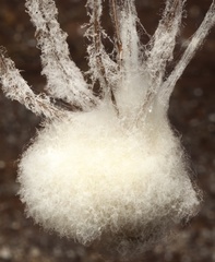 Engyodontium aranearum