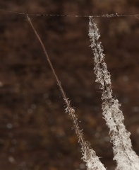 Engyodontium aranearum