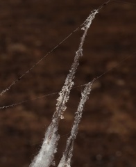 Engyodontium aranearum