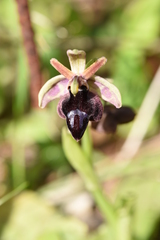 Ophrys ferrum-equinum