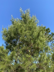 Pinus clausa