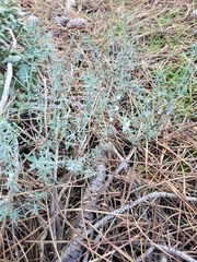 Santolina rosmarinifolia