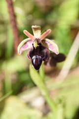 Ophrys ferrum-equinum