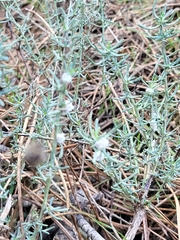 Santolina rosmarinifolia