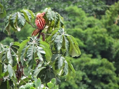 Cecropia obtusifolia