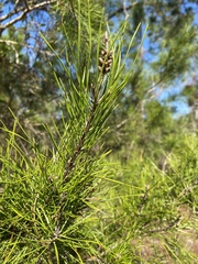 Pinus clausa