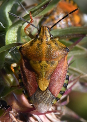 Carpocoris pudicus
