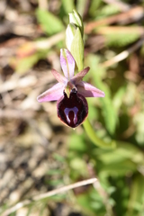 Ophrys ferrum-equinum