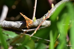 Polygonia satyrus