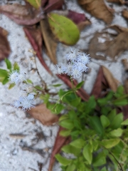 Ageratum maritimum
