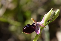 Ophrys ferrum-equinum