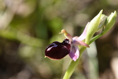 Ophrys ferrum-equinum