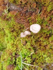 Arrhenia rickenii