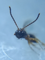 Figitidae