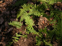 Polypodium interjectum