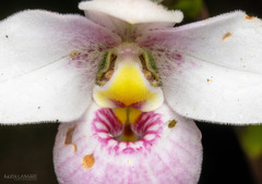 Phragmipedium schlimii
