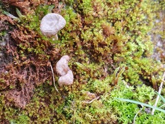 Arrhenia rickenii
