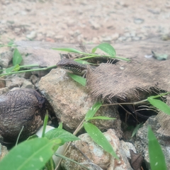 Trachylepis maculilabris