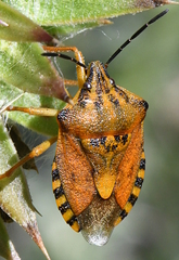 Carpocoris pudicus