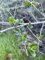 Ceanothus tomentosus olivaceus
