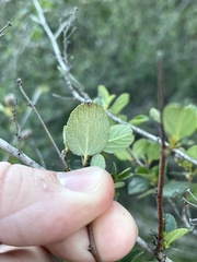 Ceanothus tomentosus olivaceus