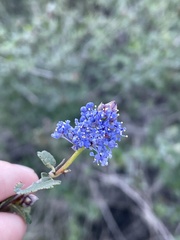 Ceanothus tomentosus olivaceus