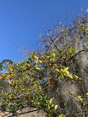 Citrus deliciosa
