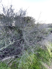 Ceanothus tomentosus olivaceus