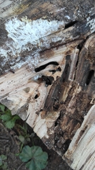 Camponotus lateralis