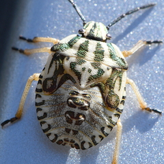 Carpocoris purpureipennis