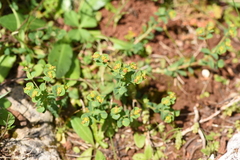 Euphorbia apios