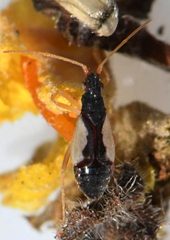 Hallodapus suturalis