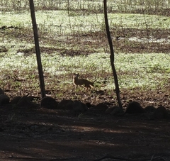 Cynictis penicillata