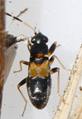 Ischnocoris hemipterus