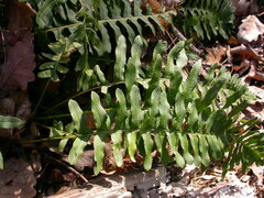 Polypodium interjectum