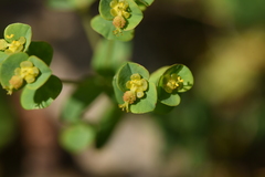 Euphorbia apios