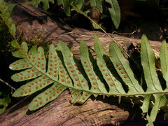 Polypodium interjectum