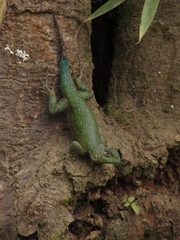 Sceloporus malachiticus