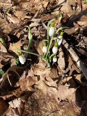 Galanthus elwesii
