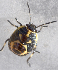 Eurydema