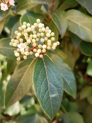 Viburnum foetidum