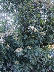 Viburnum foetidum