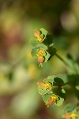 Euphorbia apios