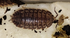 Trachelipus lignaui