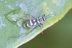 Phylloscyrtus amoenus