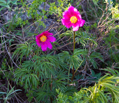 Paeonia hybrida