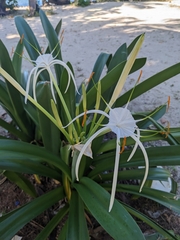Hymenocallis littoralis