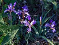 Iris glaucescens
