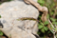 Anthoxanthum odoratum